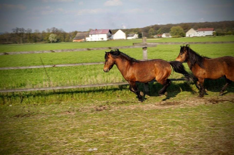 Agroturystyka U Willima Mechnica Esterno foto